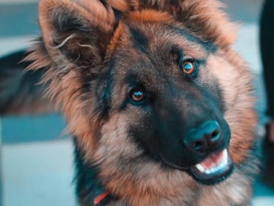 Ração Premium para Cães